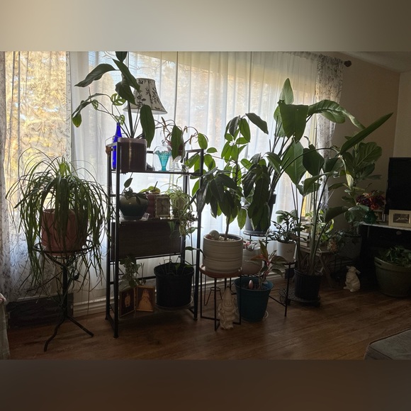 🫧🍄L.  I.  V.  E.🍄🫧 - Picture 13 of 14